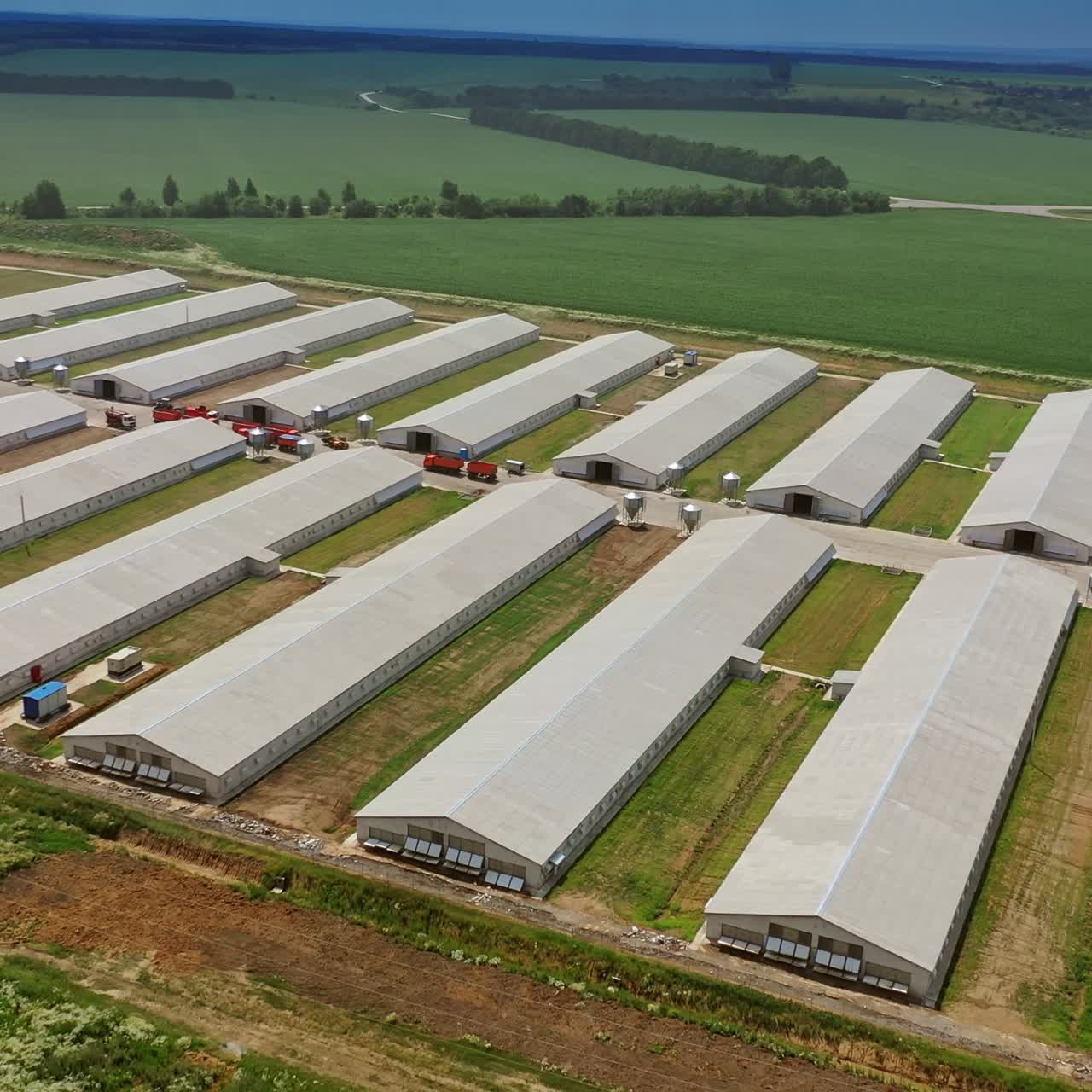 Industrial poultry farm