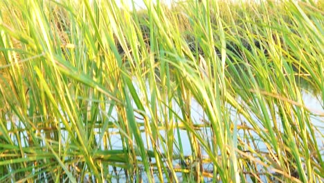 hd 120 fps jib boom up and slight pan left to right from a shell along tall grass in a waterway to reveal atlantic city skyline in distance