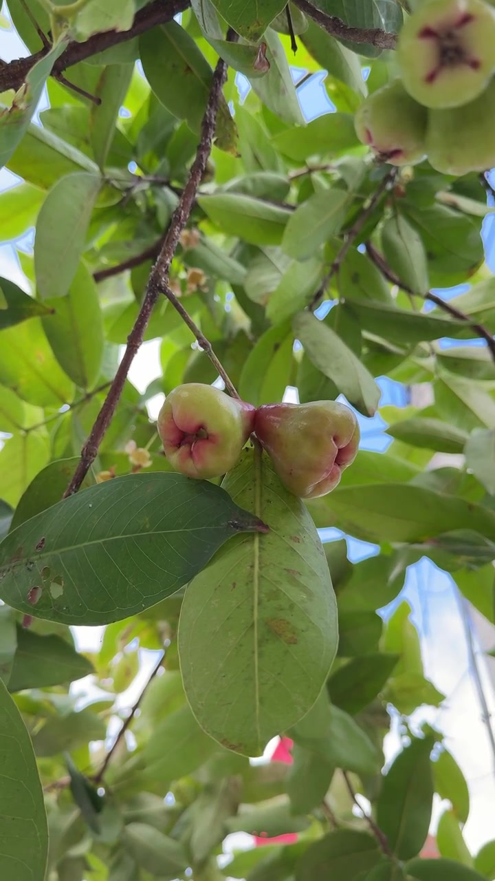 Frutto fresco di mela d'acqua appeso a un ramo d'albero