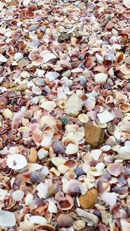 conchas coloridas esparcidas por una playa de arena