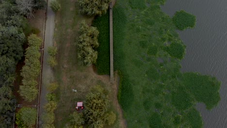 Aerial-view-of-a-lake-shore-full-of-water-hyacinths-and-a-wood-walkway-and-wood-deck