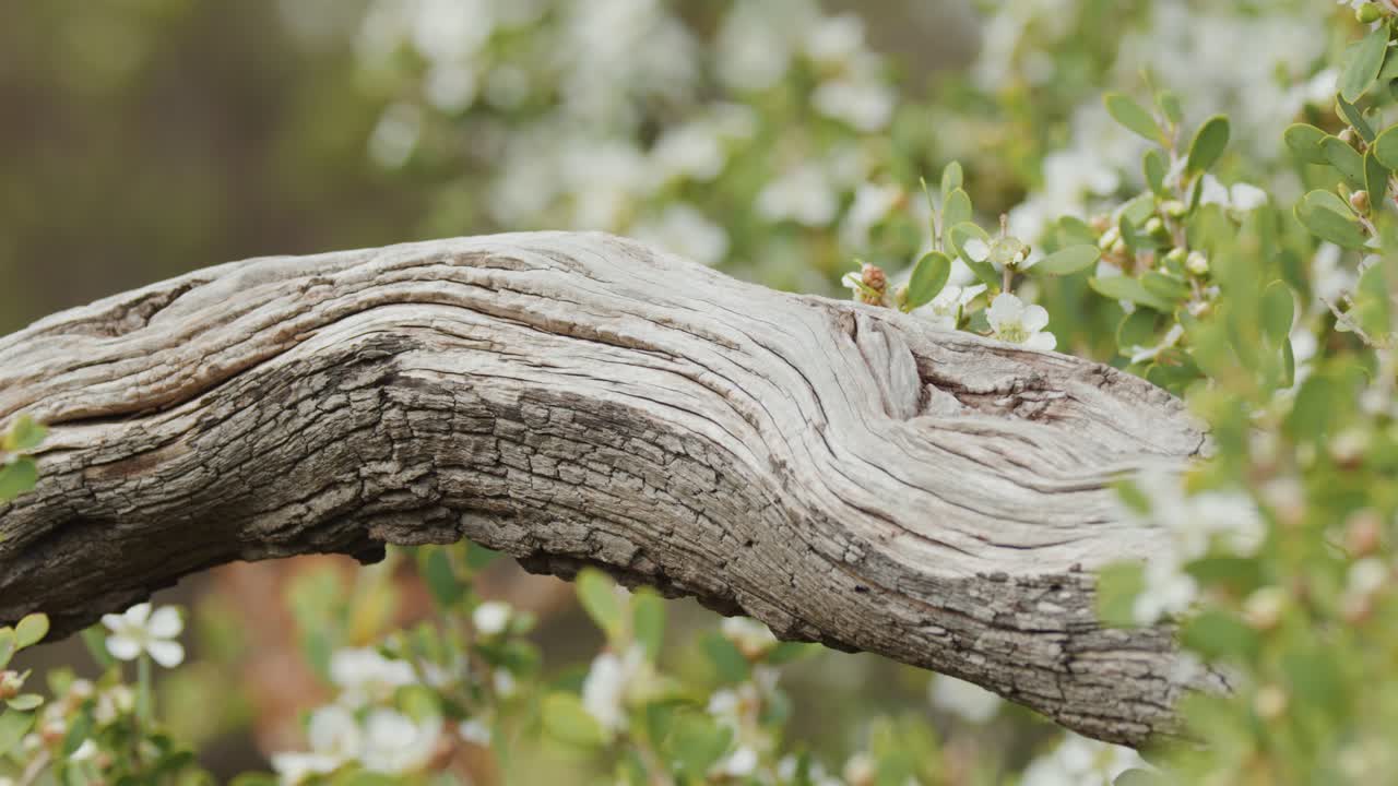 Slow camera pan across weathered tea tree branch, white blossoms, soft natural daylight, shallow focus