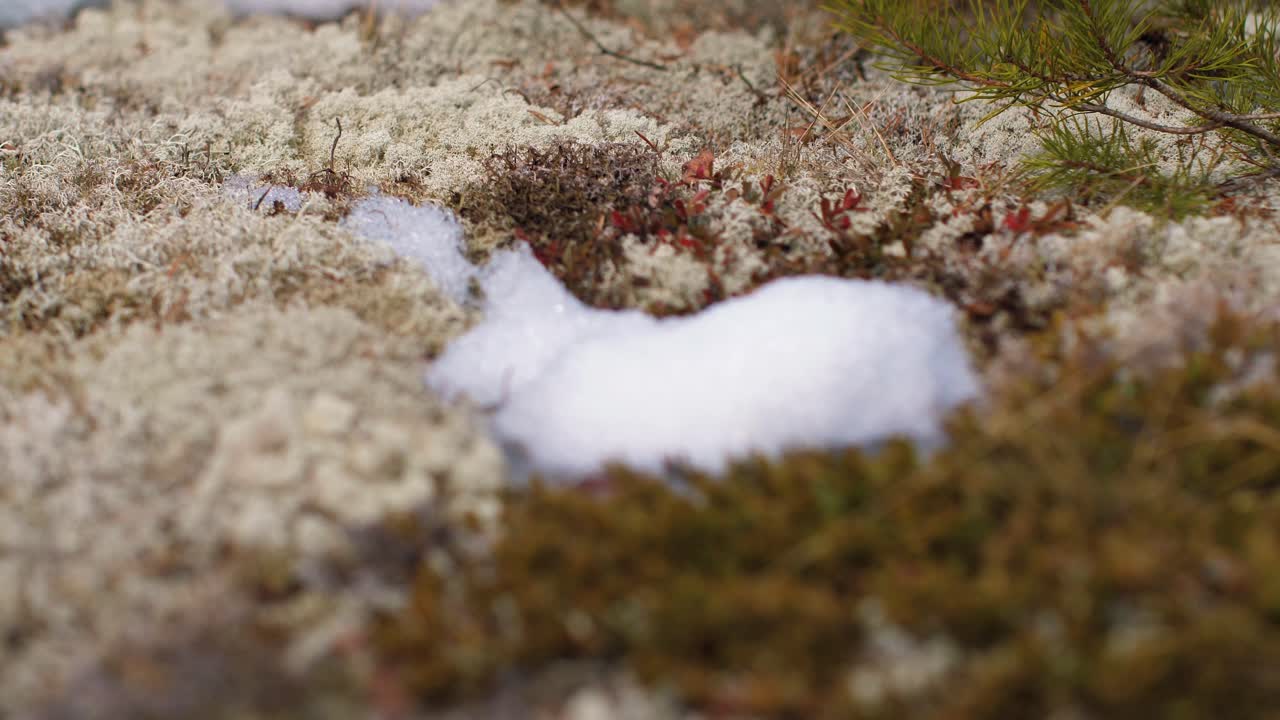 este último nevará en el bosque en el camino viejo