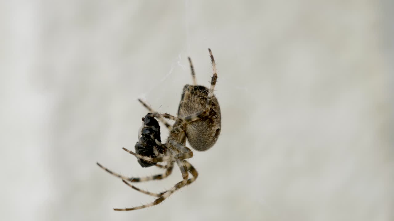 araña peligrosa colgando en una red web y comiendo una mosca al aire libre en la naturaleza
