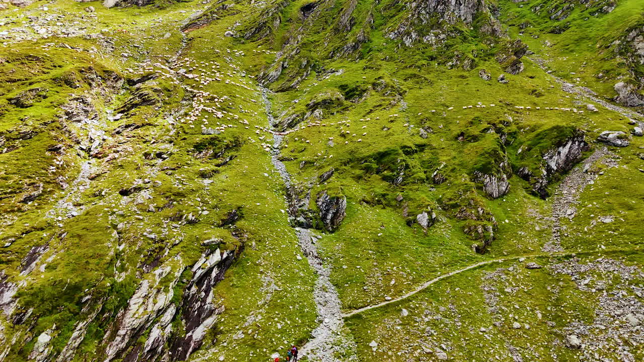 Approaching the green slope of a huge mountain. A large flock of sheep walking by the rocks looking for pasture
