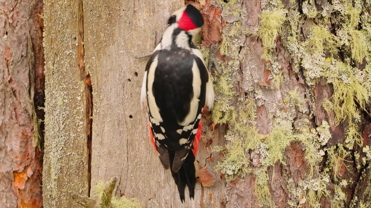 gran pájaro carpintero manchado en un árbol en busca de comida. gran carpintero manchado (dendrocopos major) es un carpintero de tamaño mediano con plumaje negro y blanco y una mancha roja en la parte inferior del vientre