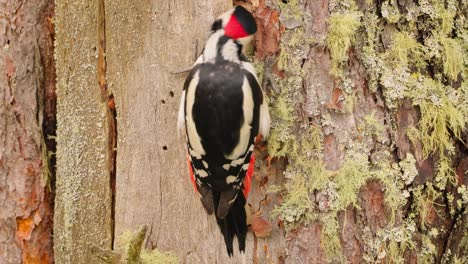 great spotted woodpecker bird on a tree looking for food. great spotted woodpecker (dendrocopos major) is a medium-sized woodpecker with pied black and white plumage and a red patch on the lower belly