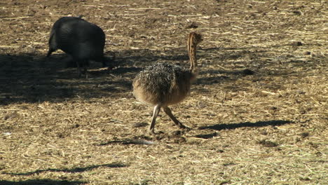 young emu walking across ground. follow shot