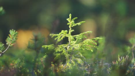 A-young-pine-tree-stands-tall-and-vibrant,-showcasing-its-fresh-green-needles-and-resilient-growth