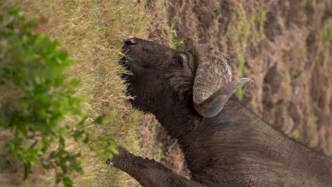 búfalo del cabo pastando en el desierto africano