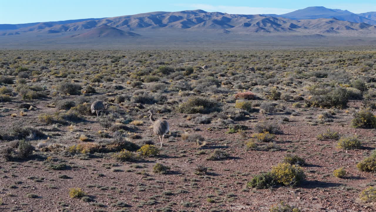 Aerial shot of some Ñandu walking in the Patagonian steppe of, Chubut, Argentina. The birds walk on the ground between green bushes with the sierras in the background.