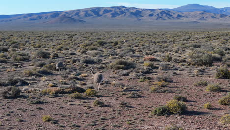 aerial shot of some ñandu walking in the patagonian steppe of, chubut, argentina. the birds walk on the ground between green bushes with the sierras in the background.