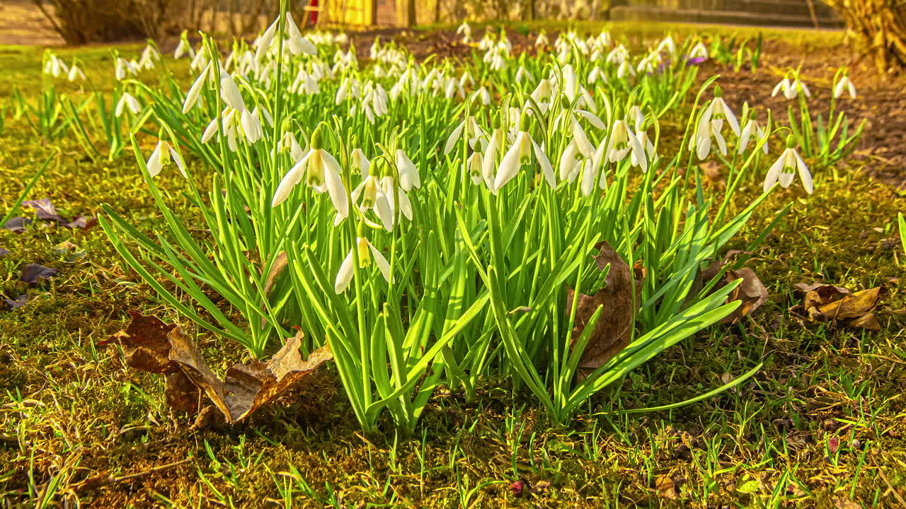 Time-lapse di piante bulbose di Galanthus Woronowii in fiore