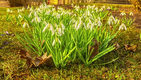 Lapso-De-Tiempo-De-Las-Plantas-Bulbosas-Galanthus-Woronowii-Florecientes