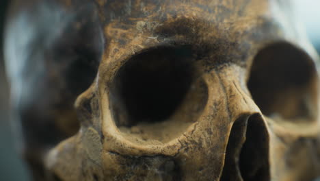 close-up of a human skull