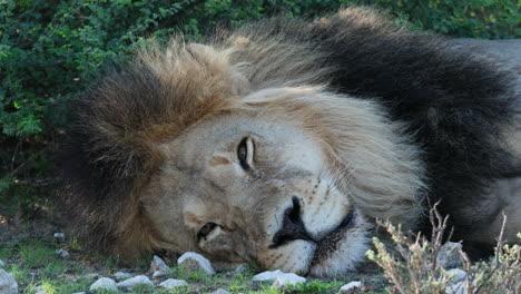 close up of a lion head sleeping