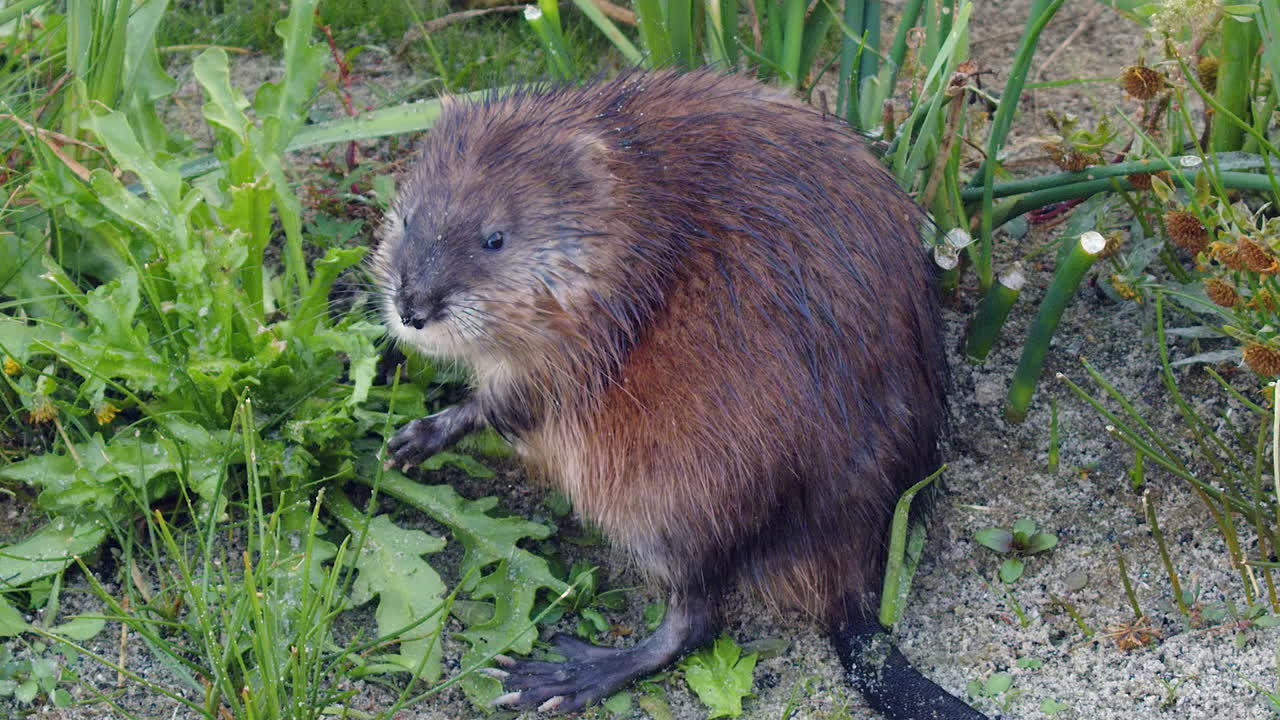 Close up muskrat munching on shore plants looks directly at camera