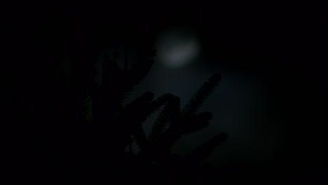 full moon light in spruce branches at night, time lapse