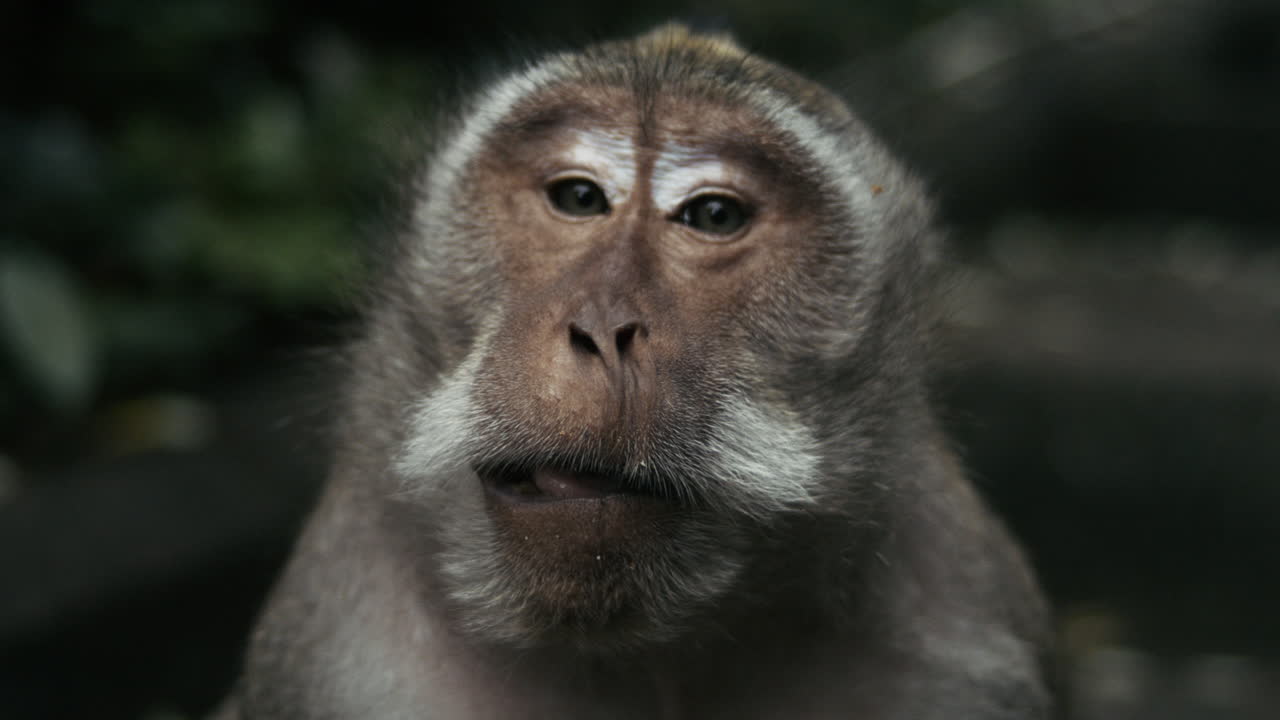 Slow motion close up of monkey face and expression in Indonesia