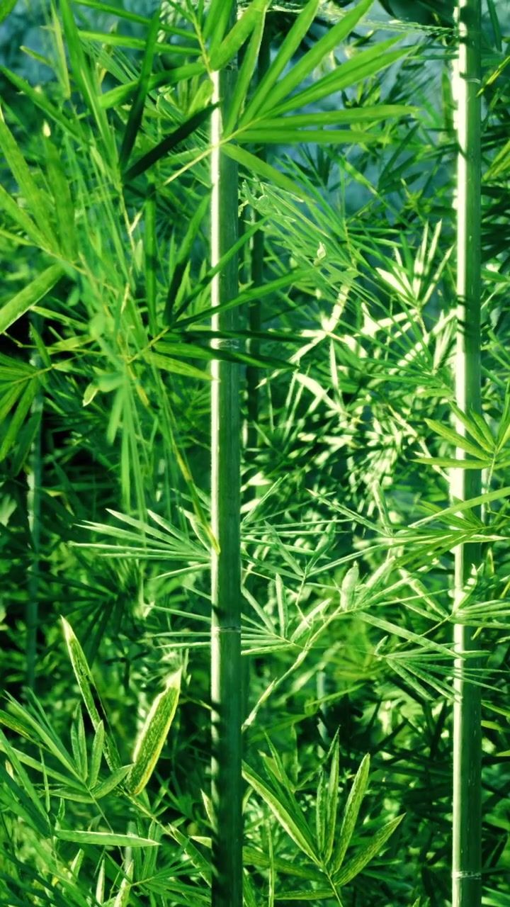 Piante verdi crescono in un campo di giorno in un ambiente naturale