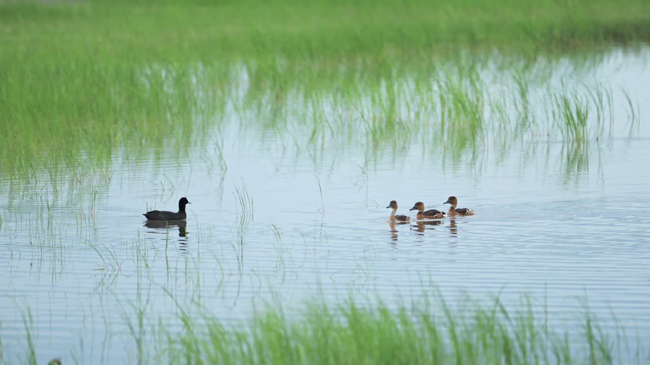 세렌게티 국립공원의 아프리카 오리 및 새, 탄자니아의 조류, 아프리카 야생 동물 및 자연 사파리, 습지 호수에서 물 위에 헤엄치는 fulvous whistling duck