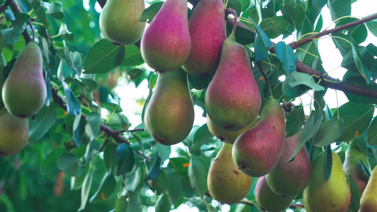 Pears hanging on a tree branch in a garden during summer