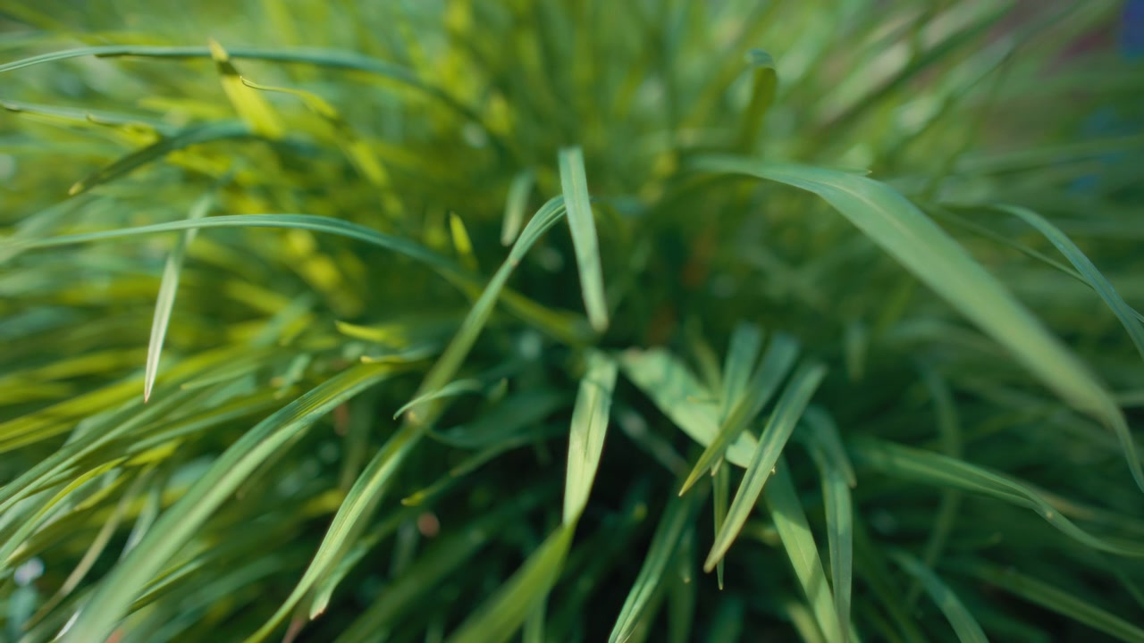 Close up of green grass growing in the garden