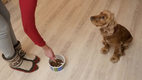 la mujer alimenta al perro.