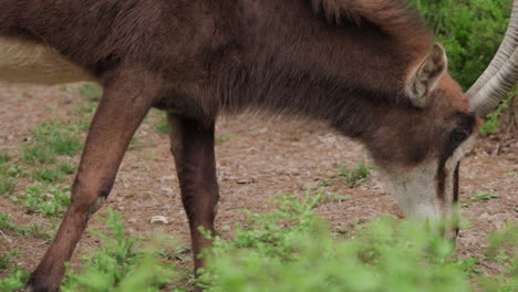 el antílope roan camina en el zoológico para pastar