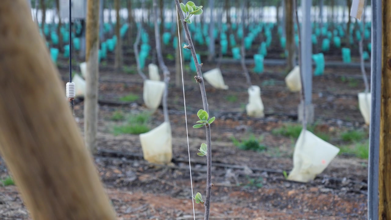 Young grapevine with fresh leaves growing inside a modern agricultural greenhouse.