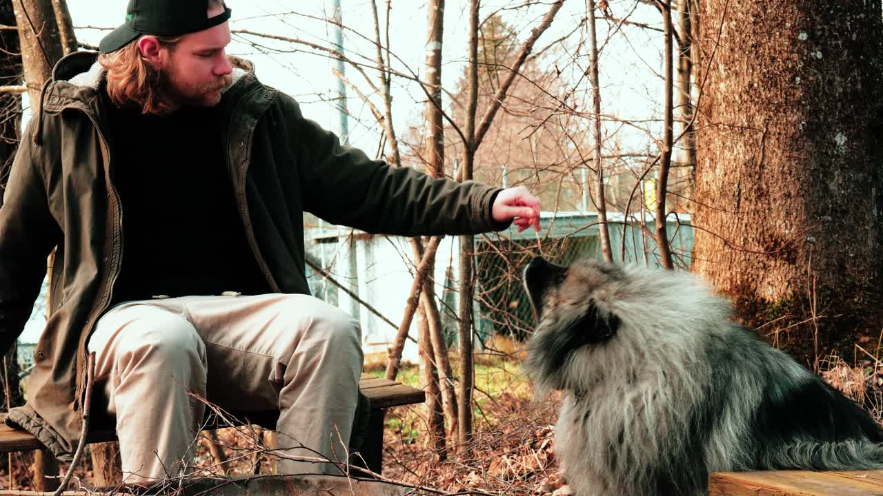 보송보송한 울프스피츠가 간식으로 보상을 받고 있습니다.