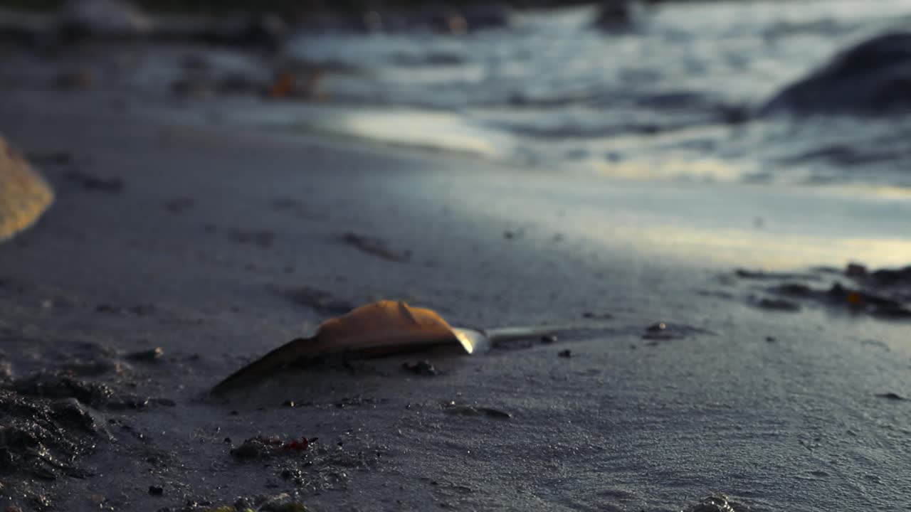 이 클로즈업 은 파란 바다의 물결이 서서히 해변에 도달하는 동안 모래 해변에 있는 털을 포착합니다.