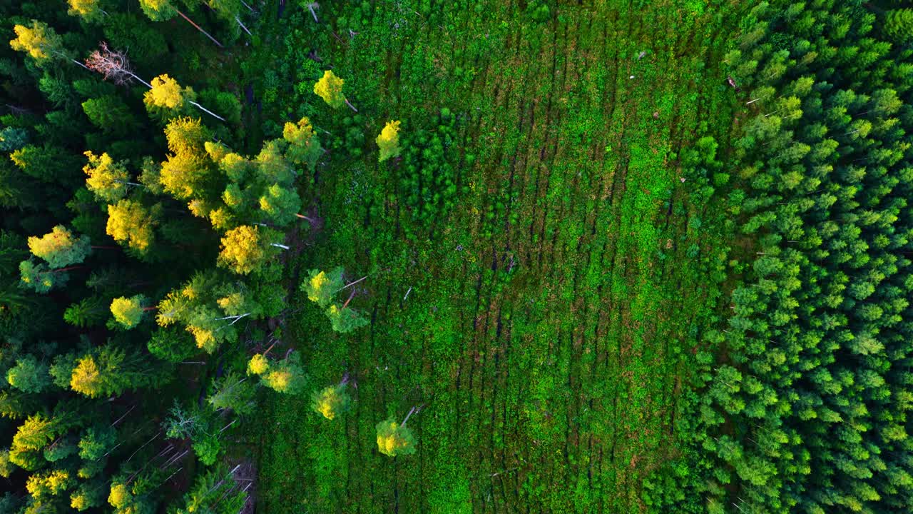 Vivid green crop field with straight rows in between tall multi layered forest, lush vegetation, summer growth