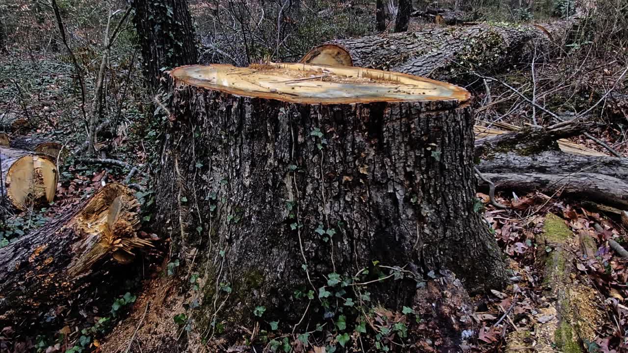 Freshly cut large oak stump and limbs on the ground in windy wooded area