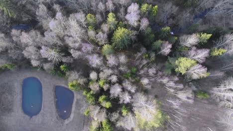 Drone-Disparó-Hacia-Abajo-Sobre-árboles,-Estanques-Y-Un-Arroyo