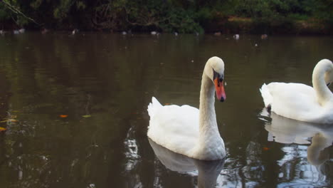 elegant swans floating on a duck pond in boscawen park, truro, england