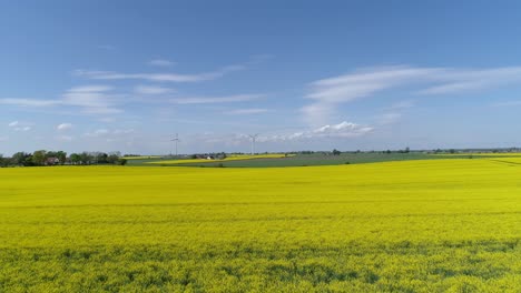 Plantas-De-Colza-Con-Flores-Amarillas-Con-Turbinas-De-Viento-En-La-Distancia