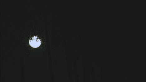 la luna se eleva a través de un bosque de bambú por la noche