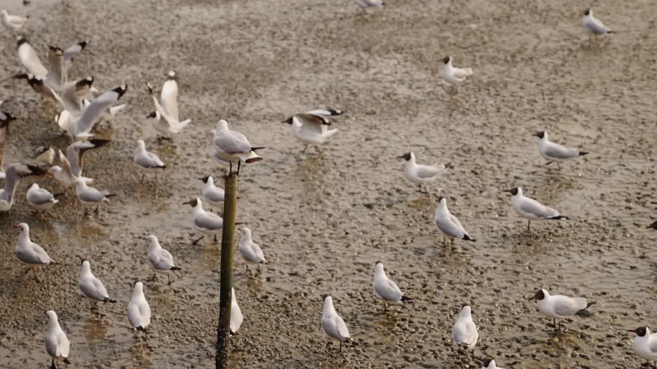 Seagull Standing On A Pole, Then Fly Away