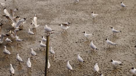 seagull standing on a pole, then fly away
