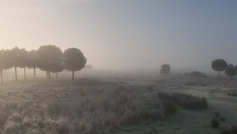 swamp of casar de caceres extremadura morning flight with fog c4k 30 fps