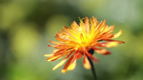 Crepis,-In-Einigen-Teilen-Der-Welt-Allgemein-Bekannt,-Ist-Eine-Gattung-Einjähriger-Und-Mehrjähriger-Blütenpflanzen-Aus-Der-Familie-Der-Asteraceae.