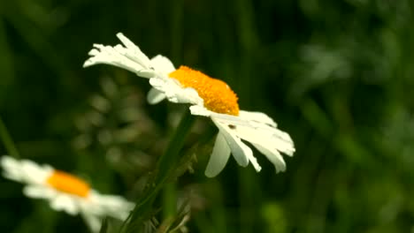 wet daisy in the rain