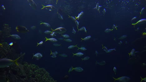 peces tropicales nadan bajo el agua