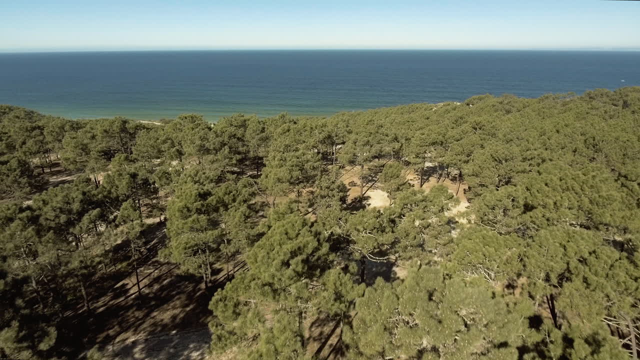 bosque verde en la costa de gale, cerca del camping praia da gale en portugal en un clima soleado - disparo aéreo de drones