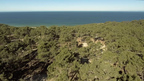 Green-Forest-On-The-Coast-Of-Gale,-Near-Camping-Praia-Da-Gale-In-Portugal-On-A-Sunny-Weather---Aerial-Drone-Shot