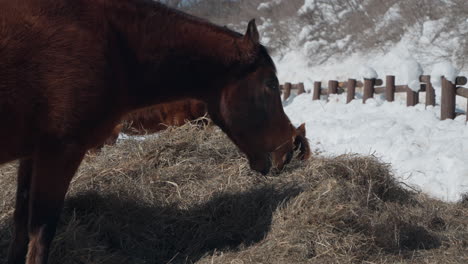 Pferde-Fressen-Oder-Grasen-Im-Winter-Auf-Der-Daegwallyeong-Sky-Ranch-Trockenes-Heu-–-Nahaufnahme