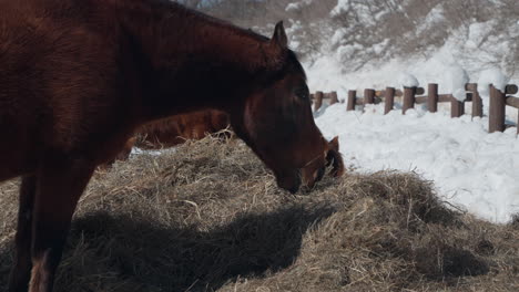caballos comiendo o pastando heno seco en invierno en el rancho daegwallyeong sky - primer plano de la cabeza