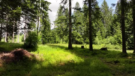 sunny forest landscape near seerenbach falls, switzerland, with tall trees, green grass and summer light filtering through peaceful view