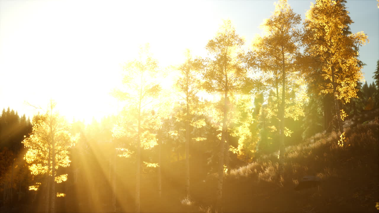 노란색 산 숲 이 있는 가을 풍경